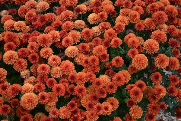 Aiuola Con Fiori Crisantemo Bella Composizione Parco Pubblico Bellissimo Sfondo — Foto Stock