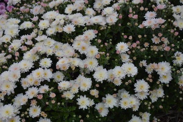꽃들과 아름다운 조화를 이루는 공원의 아름다운 배경의 — 스톡 사진