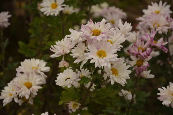 꽃들과 아름다운 조화를 이루는 공원의 아름다운 배경의 — 스톡 사진