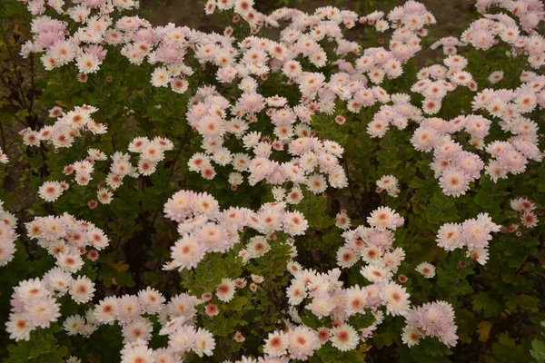 Flowerbed Chryzantemy Kwiaty Piękna Kompozycja Parku Publicznym Piękne Tło Kwiatów — Zdjęcie stockowe