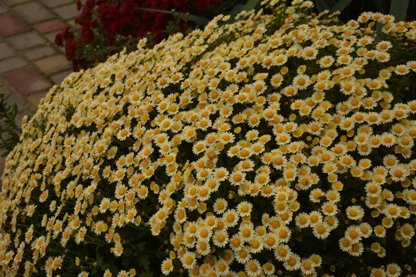 Arriate Flores Con Flores Crisantemo Hermosa Composición Parque Público Hermoso —  Fotos de Stock