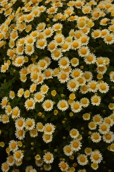 Květinový Záhon Květy Chryzantémy Krásná Kompozice Veřejném Parku Krásné Zázemí — Stock fotografie