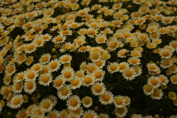 Canteiro Flores Com Flores Crisântemo Bela Composição Parque Público Belo — Fotografia de Stock