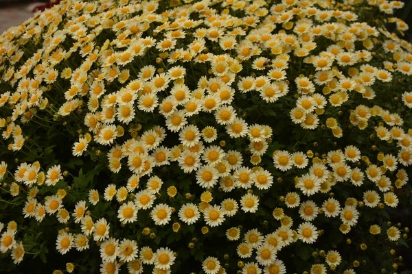 Rabatt Med Krysantemum Blommor Vacker Komposition Offentlig Park Vacker Bakgrund — Stockfoto