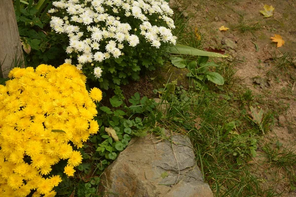 Kasımpatı Çiçekleri Olan Bir Çiçek Tarhı Halka Açık Bir Parkta — Stok fotoğraf