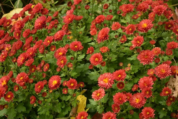 Blumenbeet Mit Chrysanthemenblüten Schöne Komposition Einem Öffentlichen Park Schöner Hintergrund — Stockfoto