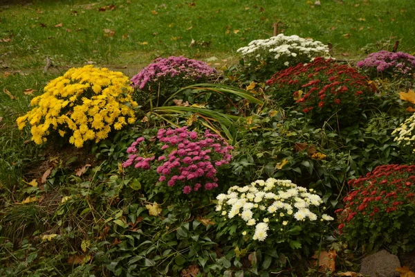 开着菊花的花 公园里的构图优美 花朵的背景美丽 — 图库照片