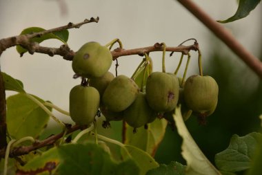 Sert kiwimeyveli aktinidia arguta