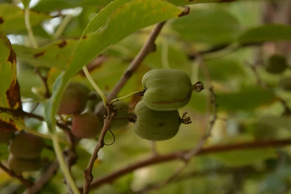 Actinidia Arguta Con Kiwis Resistentes —  Fotos de Stock