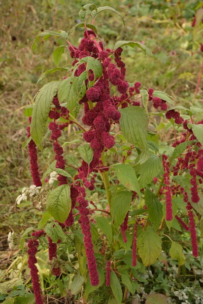 アマランスは 葉野菜 シリアル 観賞用植物として栽培されています アマランスの種子はタンパク質とアミノ酸の豊富な供給源です — ストック写真