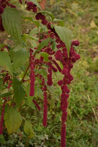 Amarant Pěstuje Jako Listová Zelenina Obiloviny Okrasné Rostliny Semena Marantu — Stock fotografie