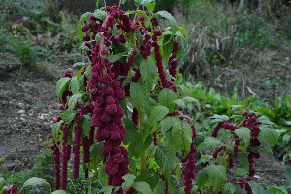 Amaranth Yaprak Sebze Tahıl Süs Bitkisi Olarak Yetiştirilir Amaranth Tohumları — Stok fotoğraf
