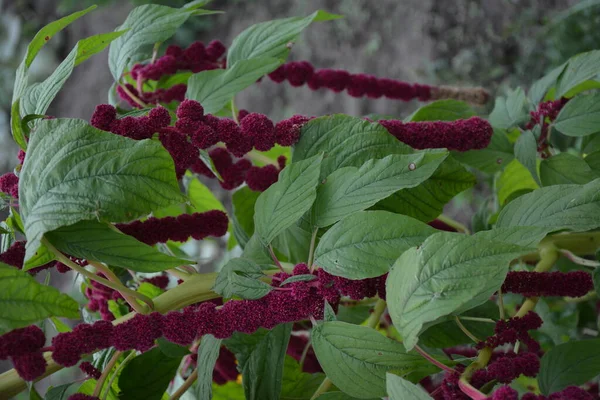 Amaranth Wird Als Blattgemüse Getreide Und Zierpflanzen Angebaut Amaranth Samen — Stockfoto