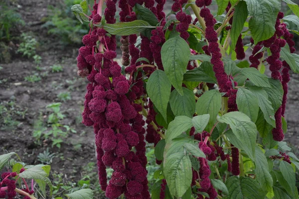 Amaranth Wird Als Blattgemüse Getreide Und Zierpflanzen Angebaut Amaranth Samen — Stockfoto