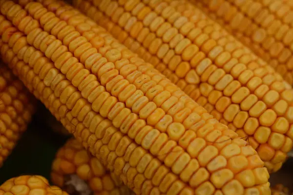 Sok Sárga Száraz Kukorica Napfényben Kukoricatárolás — Stock Fotó