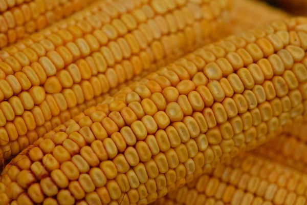 Багато Вух Жовтого Сухого Кукурудзи Сонячному Світлі Зберігання Кукурудзи — стокове фото