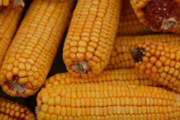 Sok Sárga Száraz Kukorica Napfényben Kukoricatárolás — Stock Fotó