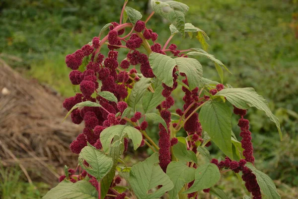 Amaranth is cultivated as leaf vegetables, cereals and ornamental plants . Amaranth seeds are rich source of proteins and amino acids.