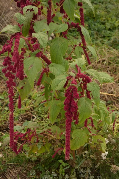 Amaranth Yaprak Sebze Tahıl Süs Bitkisi Olarak Yetiştirilir Amaranth Tohumları — Stok fotoğraf