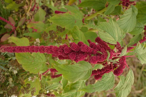 Amaranth Wird Als Blattgemüse Getreide Und Zierpflanzen Angebaut Amaranth Samen — Stockfoto