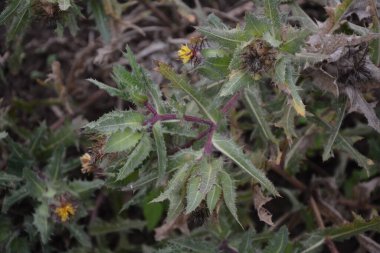 Benedikt bitkisi, Cnicus Benedictus önemli bir şifalı bitki ve sarı çiçekli zehirli bir bitkidir..