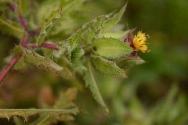 Benedikt bitkisi, Cnicus Benedictus önemli bir şifalı bitki ve sarı çiçekli zehirli bir bitkidir..