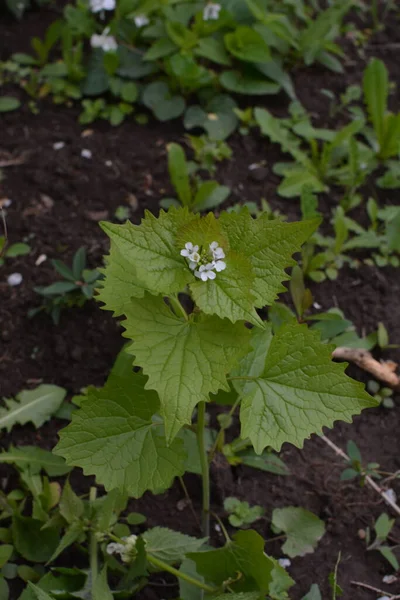 Alliaria Petiolata Garlic Mustard Biennial Flowering Plant Mustard Family Brassicaceae — Stock Photo, Image