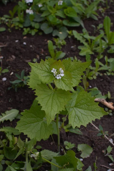 Alliaria Petiolata Garlic Mustard Biennial Flowering Plant Mustard Family Brassicaceae — Stock Photo, Image