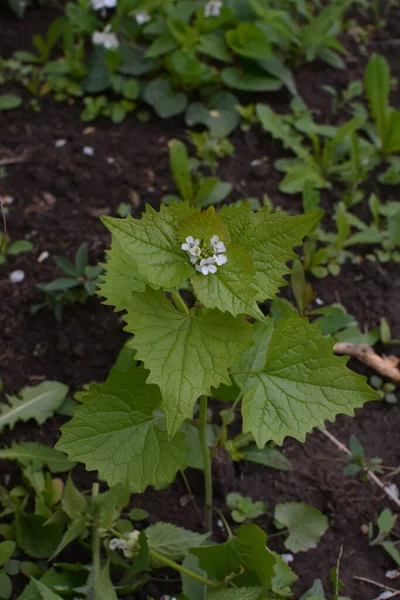 Alliaria Petiolata Garlic Mustard Biennial Flowering Plant Mustard Family Brassicaceae — Stock Photo, Image