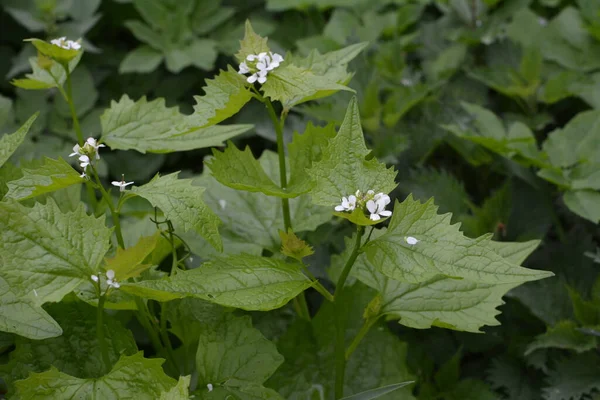 Alliaria Petiolata Garlic Mustard Biennial Flowering Plant Mustard Family Brassicaceae — Stock Photo, Image