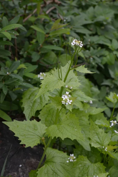 Alliaria Petiolata Garlic Mustard Biennial Flowering Plant Mustard Family Brassicaceae — Stock Photo, Image