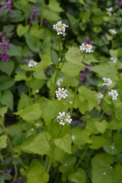 Alliaria Petiolata Moutarde Ail Est Une Plante Fleurs Bisannuelle Famille — Photo