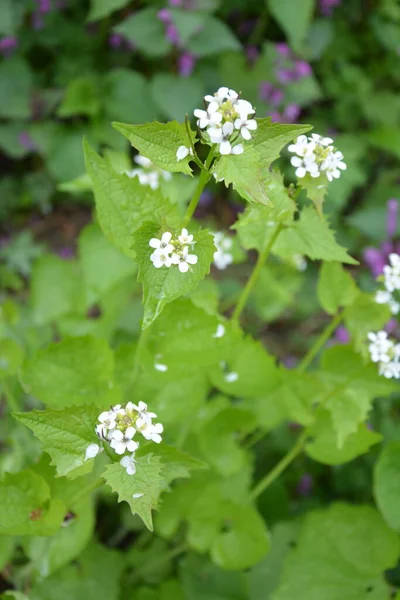 Alliaria Petiolata Oder Knoblauchsenf Ist Eine Zweijährige Blühpflanze Aus Der — Stockfoto