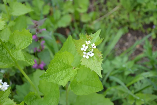 Alliaria Petiolata Eller Vitlökssenap Tvåårig Blommande Växt Senapsfamiljen Brassicaceae Nära — Stockfoto