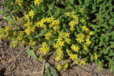 Goldmoss Taş Rop çiçekleri kayalık bir sahil kıyısında parlak sarı renkte çiçek açıyor.