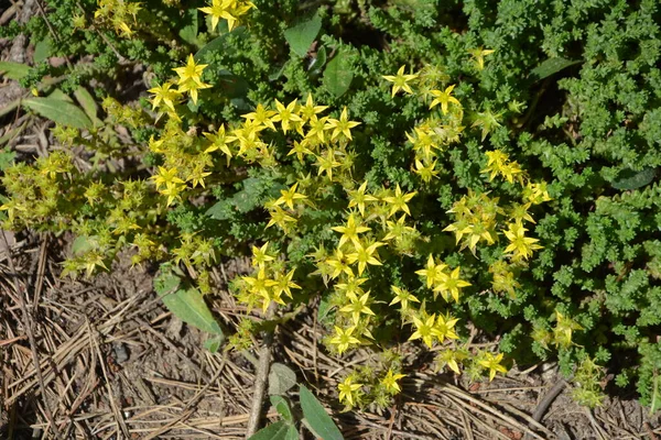 Goldmoss Stonecrop Flowers Blooming Bright Yellow Color Rocky Seashore — Stock Photo, Image