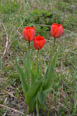 Kırmızı lale çiçeği. Güneşin altında ortaya çıkan kırmızı lalenin narin çiçeği.
