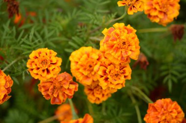Bahçedeki güzel Marigold çiçeğini (Tagetes erecta, Meksika, Aztek veya Afrika kadife çiçeği) kapatın. kadife çiçeği sarısı, turuncu, mor renkli ve hafif dalgalı yapraklı. Küresel gonca.