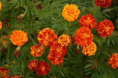 Bahçedeki güzel Marigold çiçeğini (Tagetes erecta, Meksika, Aztek veya Afrika kadife çiçeği) kapatın. kadife çiçeği sarısı, turuncu, mor renkli ve hafif dalgalı yapraklı. Küresel gonca.