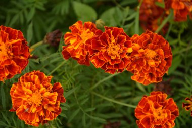 Bahçedeki güzel Marigold çiçeğini (Tagetes erecta, Meksika, Aztek veya Afrika kadife çiçeği) kapatın. kadife çiçeği sarısı, turuncu, mor renkli ve hafif dalgalı yapraklı. Küresel gonca.
