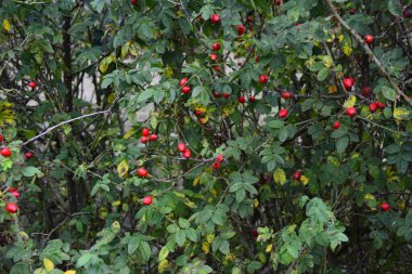 Dogrose böğürtlenleri çalılıkta. Doğa arka planında olgun kırmızı böğürtlenleri olan Vahşi Gül çalısı. Vahşi Gül 'ün Cynarrhodium çilekleri. Sonbahar hasat mevsimi. Sonbahar zamanı.