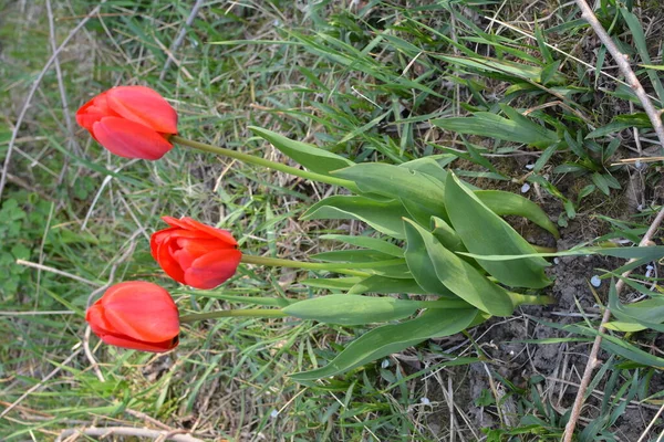 Κόκκινο Λουλούδι Τουλίπας Ευαίσθητο Λουλούδι Μιας Κόκκινης Τουλίπας Που Αποκαλύπτεται — Φωτογραφία Αρχείου