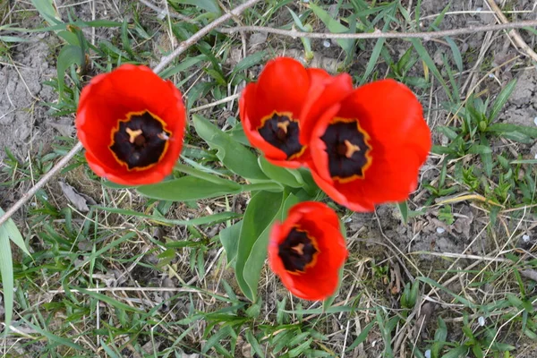 Fleur Tulipe Rouge Délicate Fleur Une Tulipe Rouge Révélée Sous — Photo