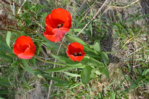 Tulipa Vermelha Flower Delicada Flor Uma Tulipa Vermelha Revelada Sob — Fotografia de Stock