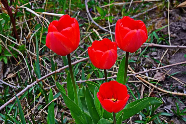 Rote Tulpenblüte Die Zarte Blume Einer Roten Tulpe Enthüllt Unter — Stockfoto