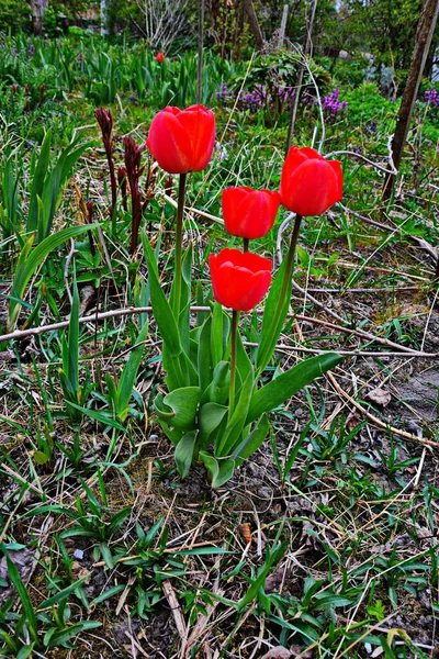 Rote Tulpenblüte Die Zarte Blume Einer Roten Tulpe Enthüllt Unter — Stockfoto