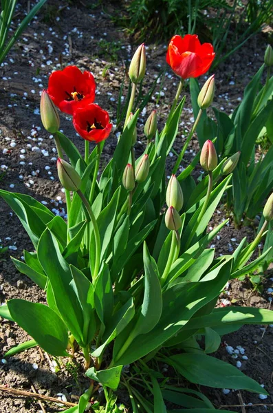 Rote Tulpenblüte Die Zarte Blume Einer Roten Tulpe Enthüllt Unter — Stockfoto