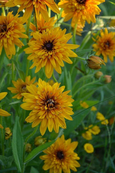 Rudbeckia Fulgida Çiçeği Portakal Kabuğu Daimi Koni Çiçeği Rudbeckia Hirta — Stok fotoğraf