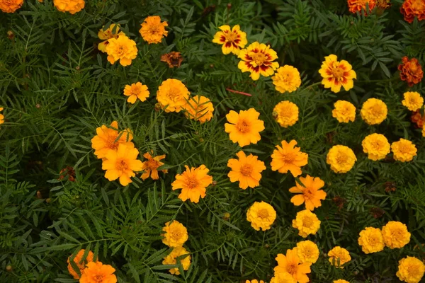 Bahçedeki Güzel Marigold Çiçeğini Tagetes Erecta Meksika Aztek Veya Afrika — Stok fotoğraf