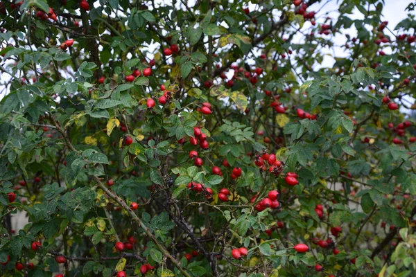 Bagas Dogrose Mato Arbusto Rosa Selvagem Com Bagas Vermelhas Maduras — Fotografia de Stock